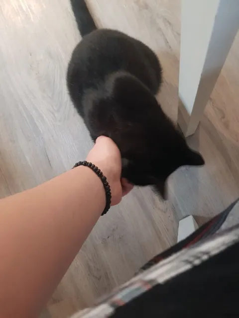 Кот не отпускает руку
