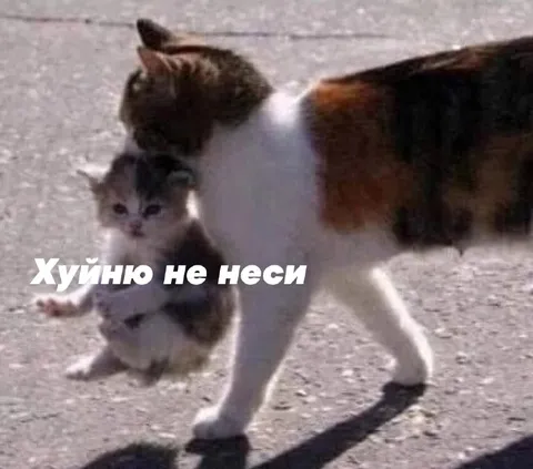 Кошка уносит котёнка