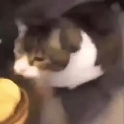 Кот жадно смотрит на блин