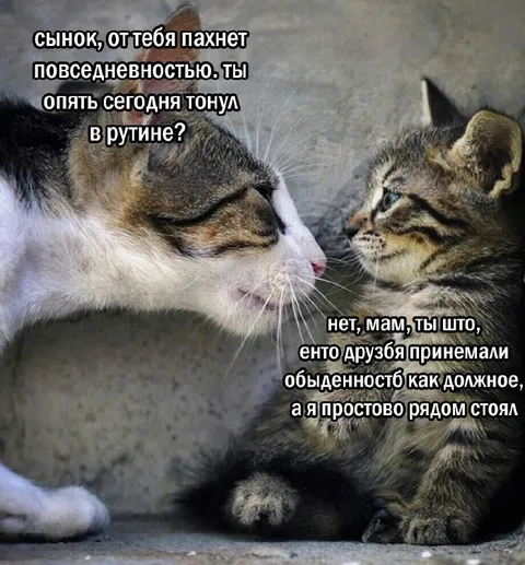 Котёнок тонул в рутине