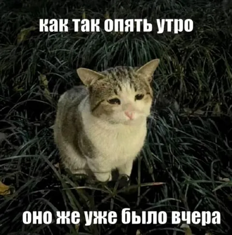Кот, который уже всё видел
