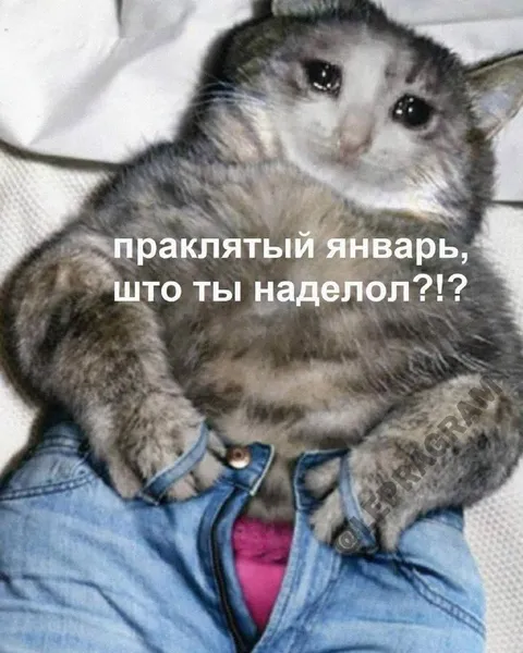Проклятый январь и плачущий кот