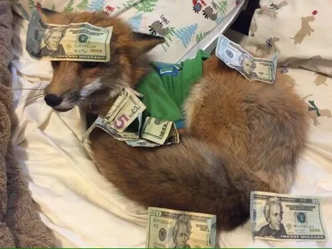 Fox Covered in Hundred Dollar Bills