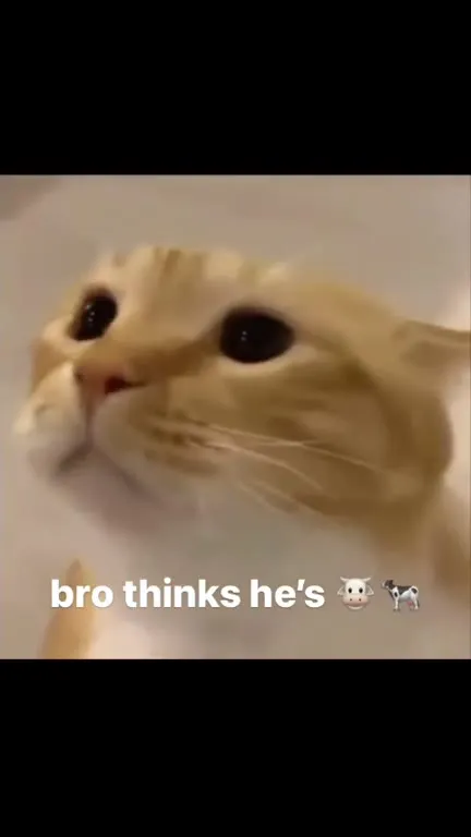 Cat Thinks He's a Cow