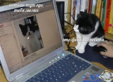Кот смотрит мемы о себе
