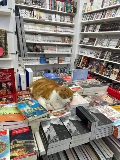 Кот среди книг