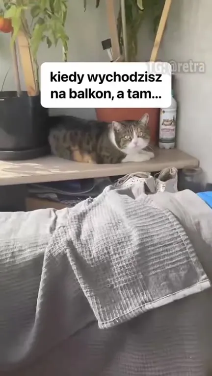 Kot balkonowa niespodzianka