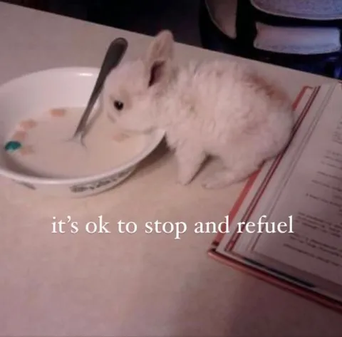 Rabbit Stopping to Refuel