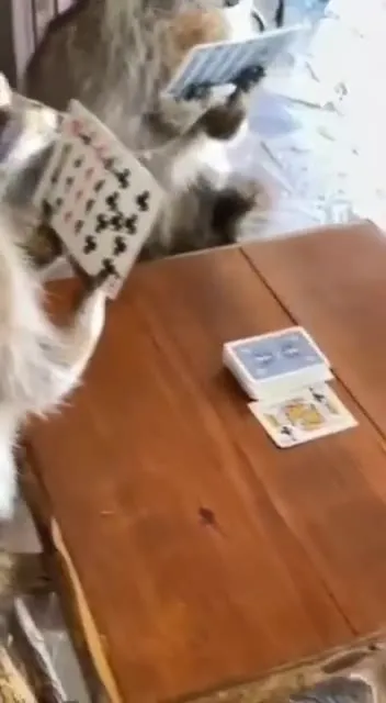 Коты играют в карты