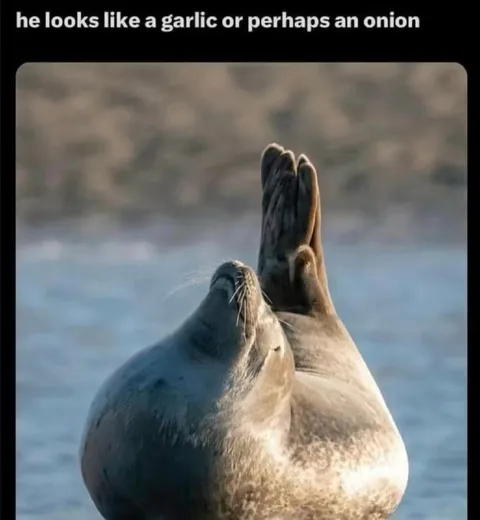 Seal Looks Like Garlic