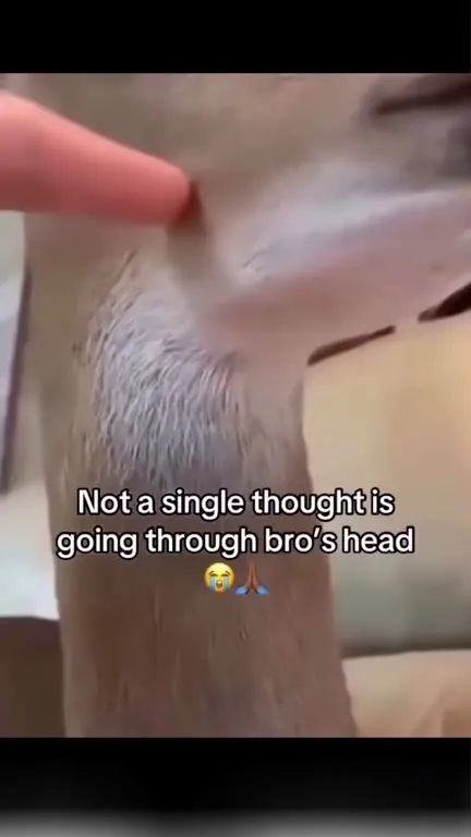 Not a Single Thought