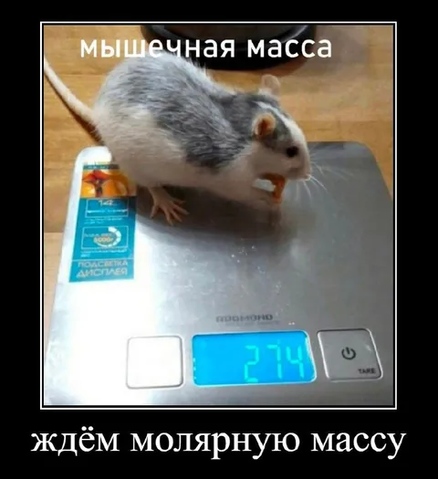 Мышечная масса крысы