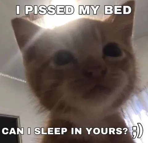 Cat Asks to Sleep in Your Bed
