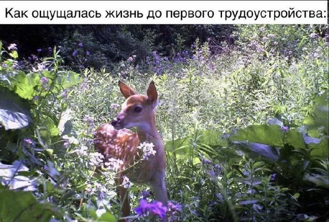 Жизнь до первого трудоустройства
