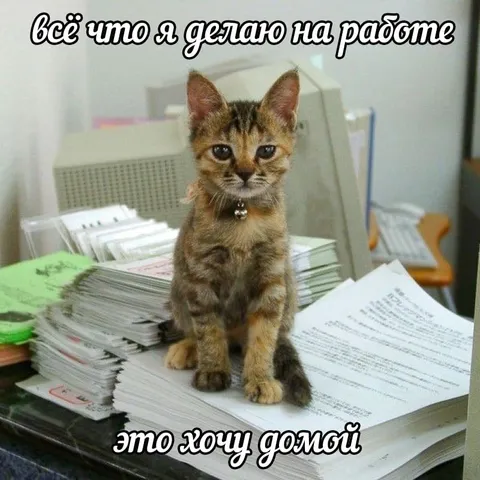 Кот на работе хочет домой