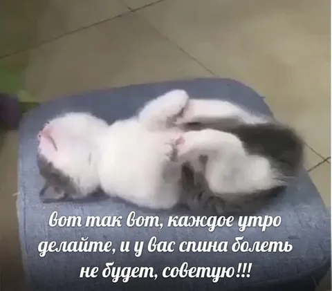 Кот советует утреннюю растяжку