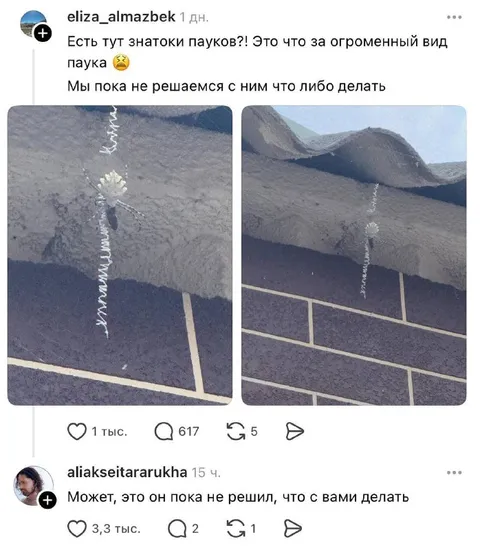 Паук ещё не решил