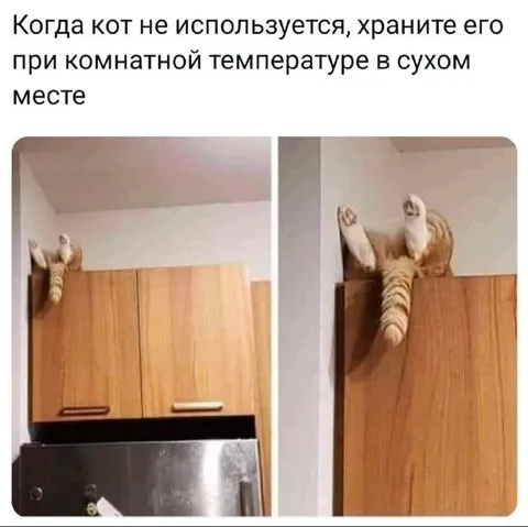 Кот при комнатной температуре