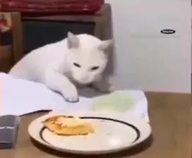 Кот не дождался еды