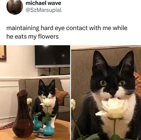 Cat Eats Flowers While Staring