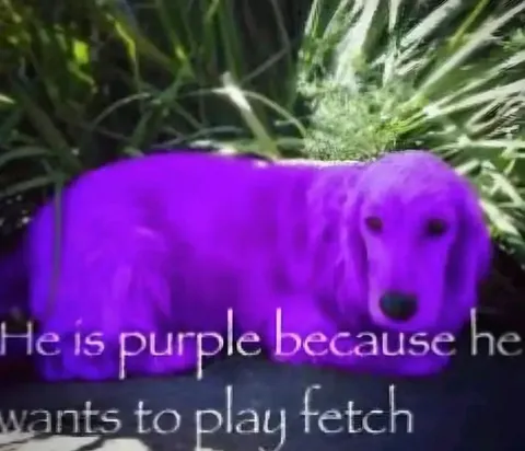 Purple Dog Wants to Play Fetch