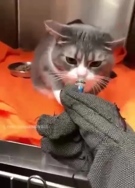 Кот не хочет отвечать утром