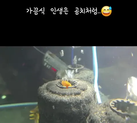 인생은 곰치처럼