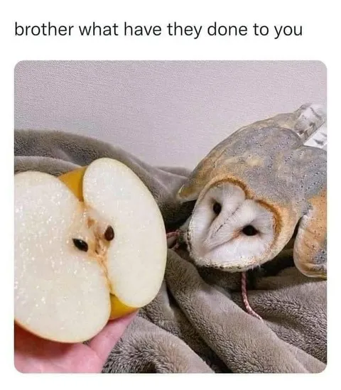 What Have They Done to You