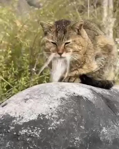 Кот с белой бородой на крыше