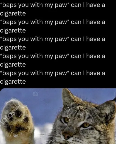 Cat Asking for a Cigarette