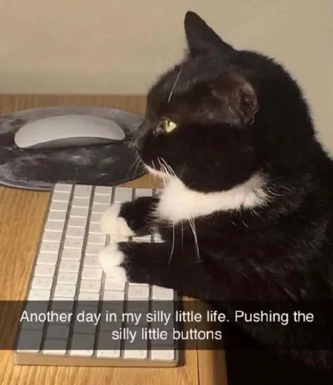 Silly Little Life Cat