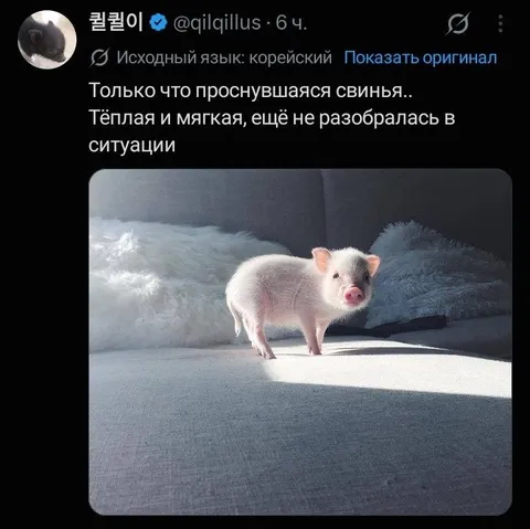 Только что проснувшаяся свинья
