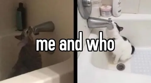 Cats Drinking From the Faucet