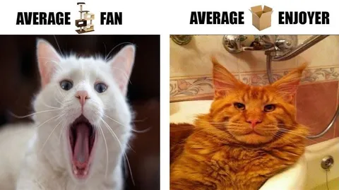Average Fan vs Average Enjoyer