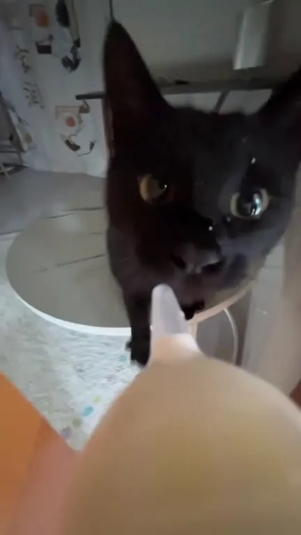 Чёрный кот не хочет общаться