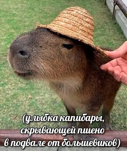 Капибара, скрывающая пшено