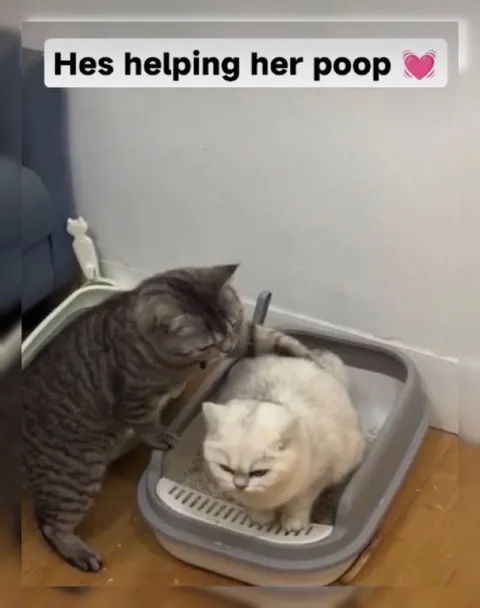 Cat Helps Another Cat Poop
