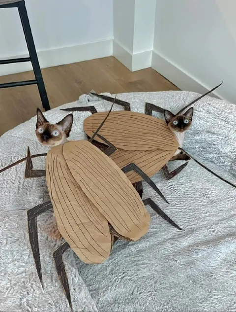 Коты-тараканы на пледе