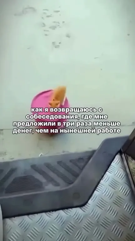 Кот возвращается с собеседования