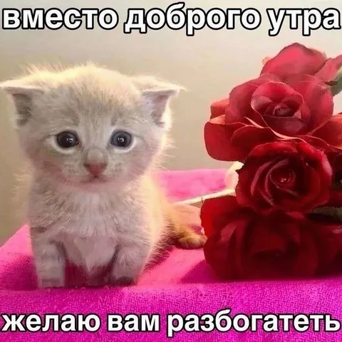 Котёнок желает разбогатеть