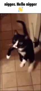 Cat Says Hello