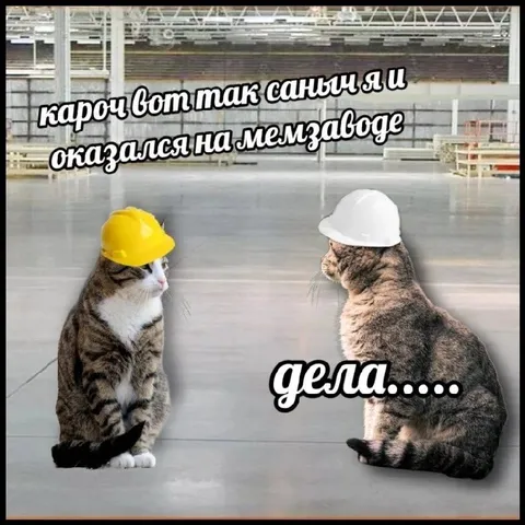 Коты на мемзаводе