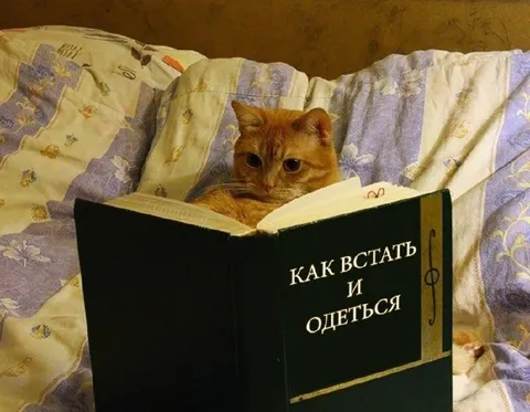 Кот читает как встать