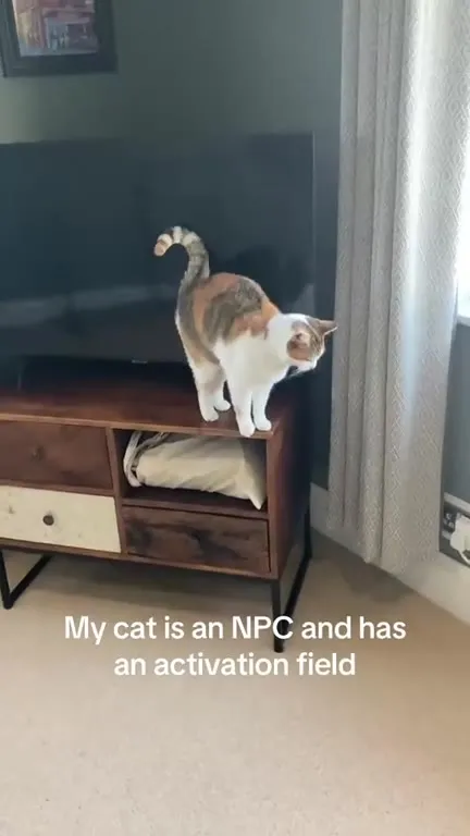 Cat Has an Activation Field