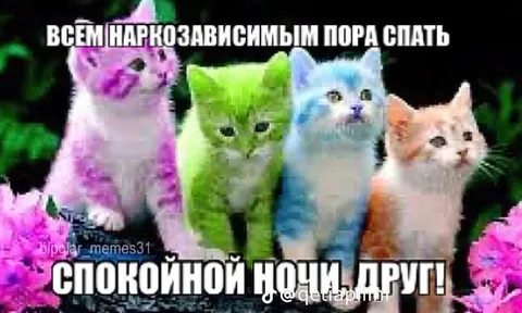 Котята желают спокойной ночи