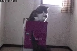 Кот в пакете