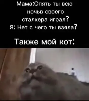 Также мой кот после Сталкера