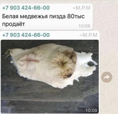 Белая медвежья пизда за 80 тысяч