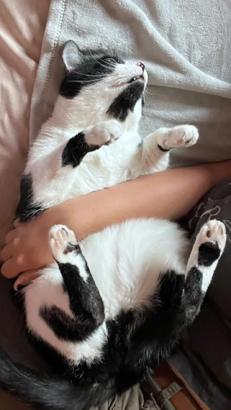 Кот вверх лапами