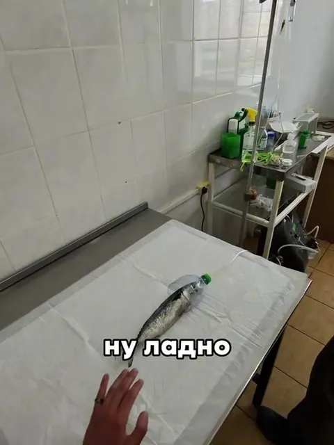 Оживляю рыбу часть 2